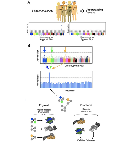 http://www.ccmi.org/site-assets/images/1494362805_ccmi_mitosis.jpg